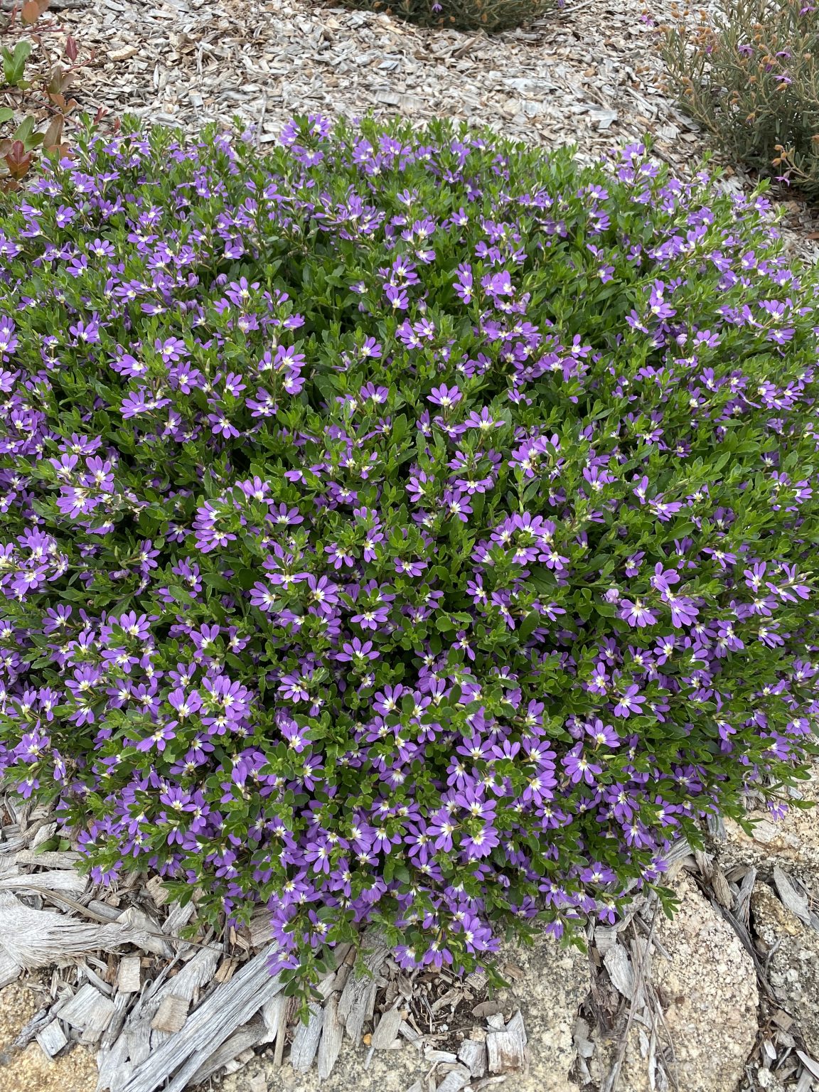 Sydney Wildflower Nursery