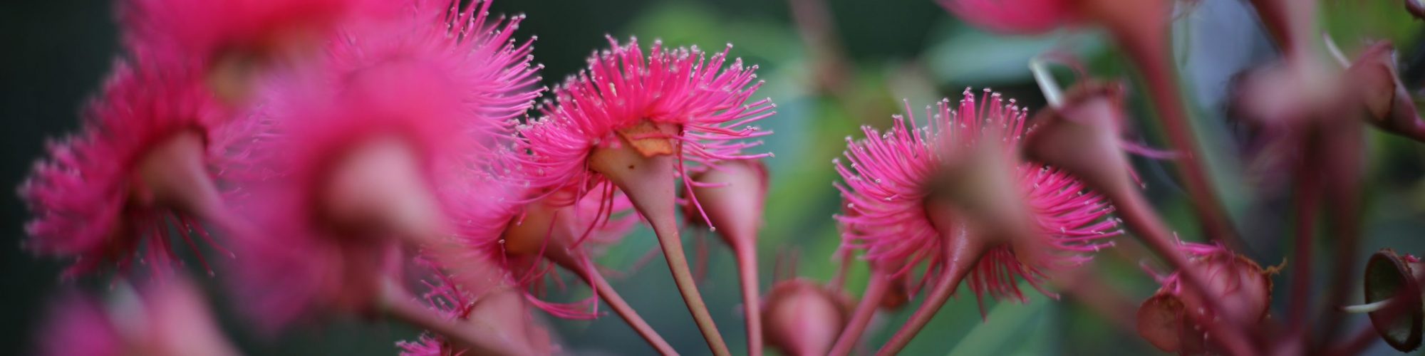 Corymbia ficifolia 'Summer Glory' - Sydney Wildflower Nursery
